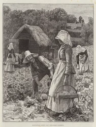 Landwirtschaftliche Szenen, Juli, Erdbeeren sammeln